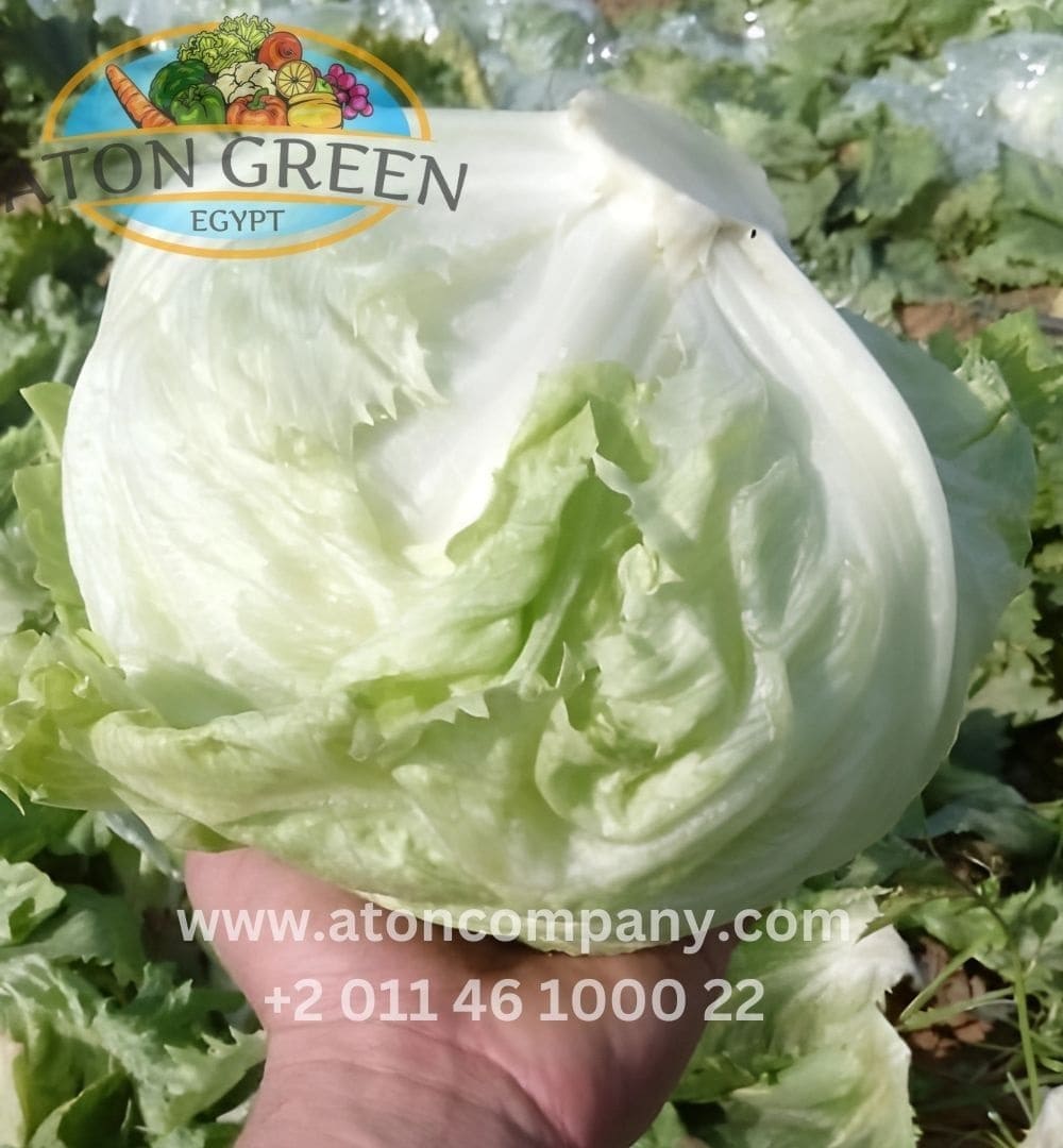 Iceberg Lettuce